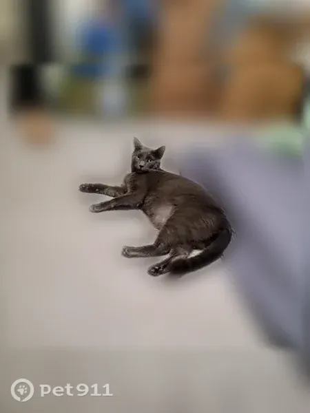 Lost cat, Solstice Avenue, 1105, Merced — friendly male with a long tail - photo