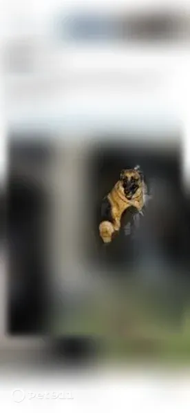 Lost female dog, Jamestown, North Dakota, Bloomington — tan and brown with a pink collar - photo