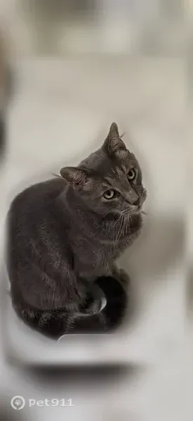 Lost male cat, Shannon Hills Drive, 12533, Houston — grey with white stripes - photo