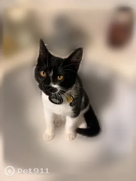 Lost cat, East Day Mount Spokane Road, 11125, Mead, Bothell — small, friendly female with stubby legs - photo