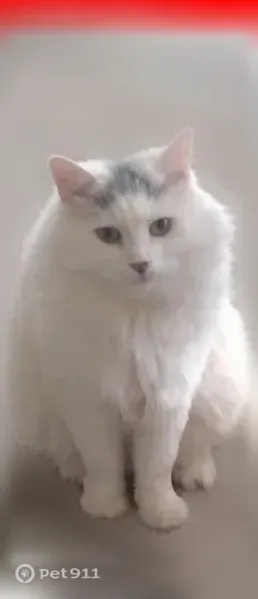 Lost cat, West Landmark Court, 10391, Boise — male with one flipped-over ear - photo