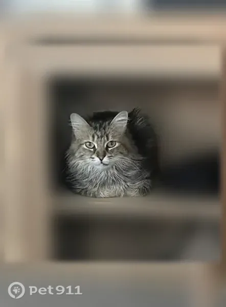 Lost female cat, West Long Lake Road, 17975, Goodyear — small Norwegian Forest cat - photo
