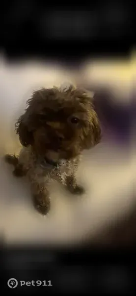 Lost Dog, Decatur, Illinois, Euless — female with green eyes - photo