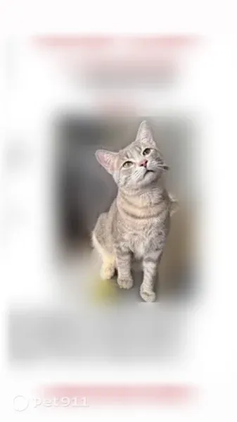 Lost male cat, Oakwood Avenue, 1259, Columbus — domestic shorthair - photo
