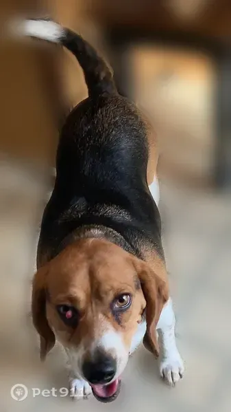 Lost male dog, Aurora Drive, 14617, Woodbridge, Woodbridge — Beagle with cherry eye - photo