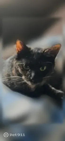 Lost cat, female, Sanders Road, 590, Oxford Charter Township, Oxford — friendly tortoiseshell - photo