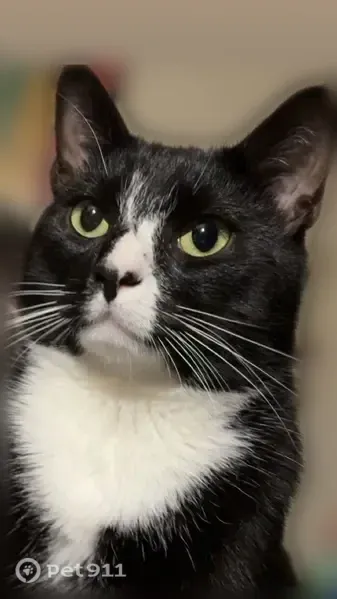 Lost cat, Juniper Street, York — male with yellow/green eyes - photo