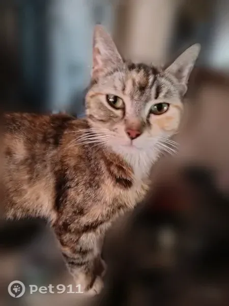 Lost cat, Tanbark Street Southeast, Washington, Olympia — female calico/tabby - photo