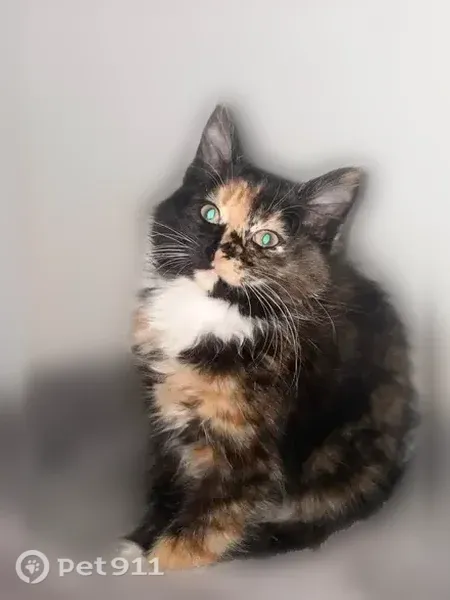 Lost cat, 5th Avenue, 2448, Altoona — female with a fluffy tail - photo