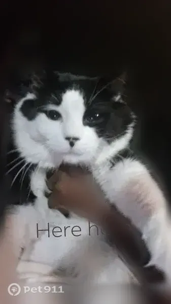 Lost cat, Seaford, Delaware, New Castle — male black and white calico - photo