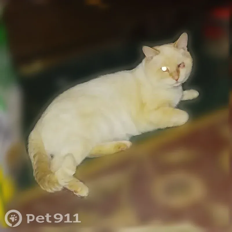 Lost Cat, Susquehanna Avenue, 611, Berwick — Jezzy is white with a little yellow on the tail - photo