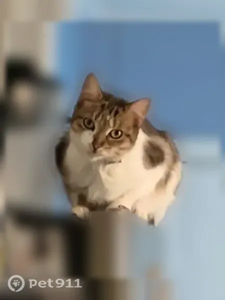 Lost female cat, River Oaks Drive, 4278, Myrtle Beach — tiny and answers to her name - photo