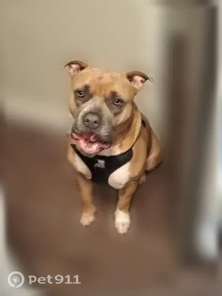 Lost male dog, North Winchester Boulevard, 76, Santa Clara, San Francisco — reportedly tied to a pole - photo