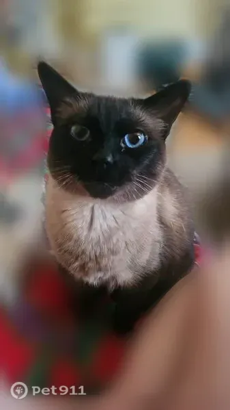 Lost female cat, North Pierce Street, 3421, Milwaukee — brown Siamese with bright blue eyes - photo