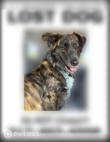 Lost dog, Royal Oakland Drive, 6510, Indianapolis — male with short legs - photo