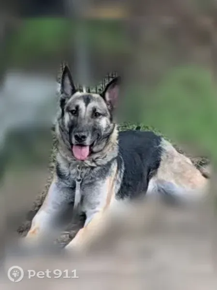 Lost dog, Rockhill Road, 9980, Thonotosassa — female, white, black and brown - photo