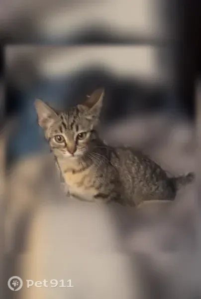 Lost female cat, South Siskiyou Loop, Rancho Tehama Reserve, Sacramento — tiny brown tabby with a short tail - photo