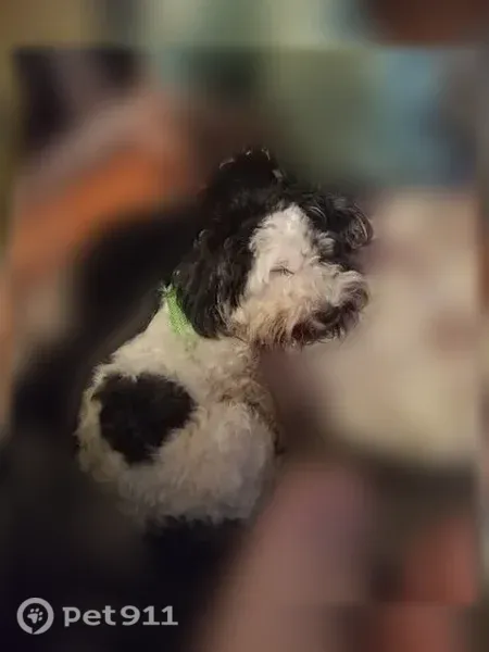 Lost dog, Los Padres Boulevard, 1625, Santa Clara — named Diego, answers to Yagies - photo