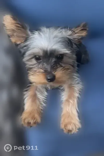 Lost dog, East Crenshaw Street, 1008, Tampa — 6-month-old male with black, brown, and blond coloring - photo