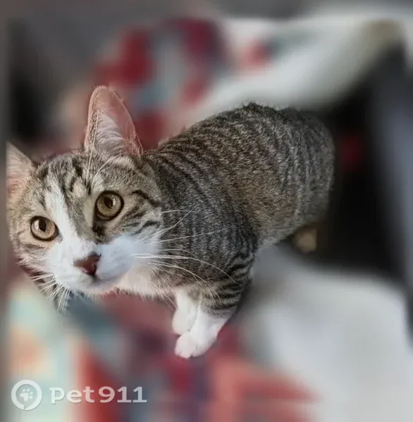 Lost male cat, Westpoint Street, 5879, Taylor — white paws and face - photo
