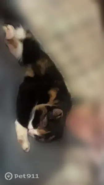 Lost cat, Barnes Lake Road, 138, Deerfield Township, Columbiaville — female with a black dot on her nose - photo
