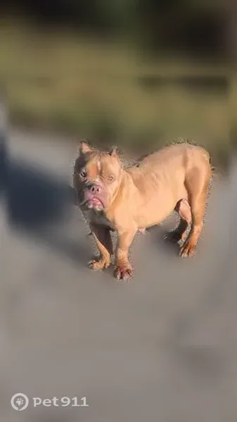 Found female dog, West Farm Road 148, 6081, Springfield — tan exotic bully, malnourished - photo