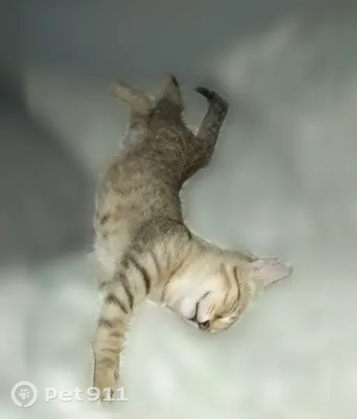 Lost cat, male, Dolly Pond Road, 11207, Birchwood, Chattanooga — responds to Leo - photo