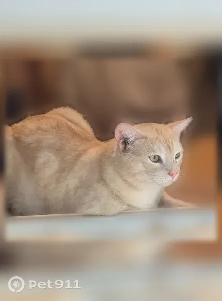Lost cat, Cleveland, Georgia, Atlanta — male, light cream coat, scar on nose - photo