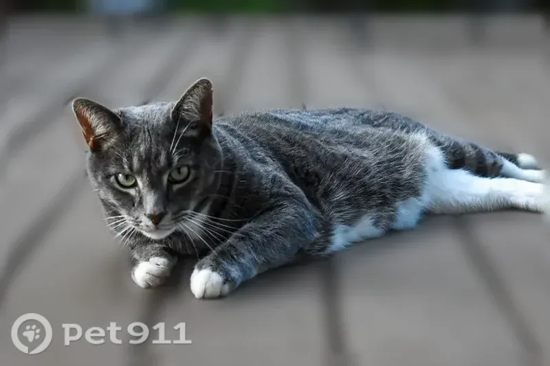Lost Cat, Marsha Way, 19, Sharpsburg, Sharpsburg — male with a white-tipped tail - photo