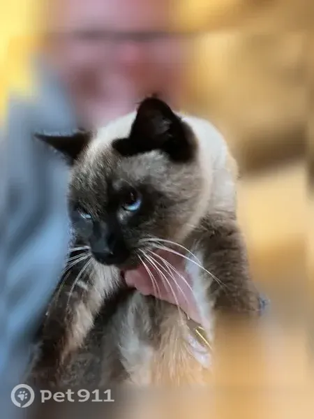 Lost female cat, Highland Terrace Drive, 3601, Chattanooga — underweight Siamese - photo