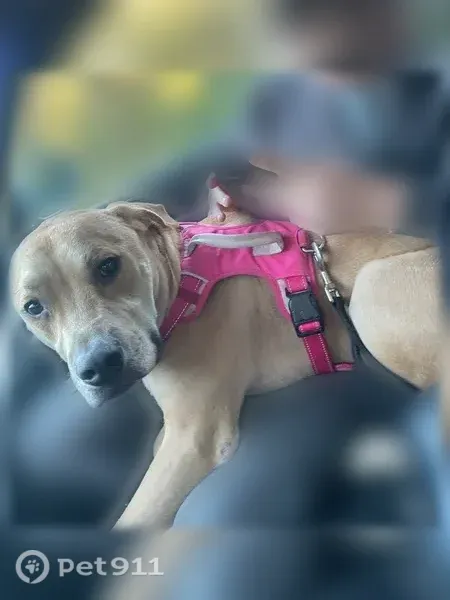 Lost dog, Northwest Fairdale Road, 19670, Yamhill — tan and brown, pink harness - photo