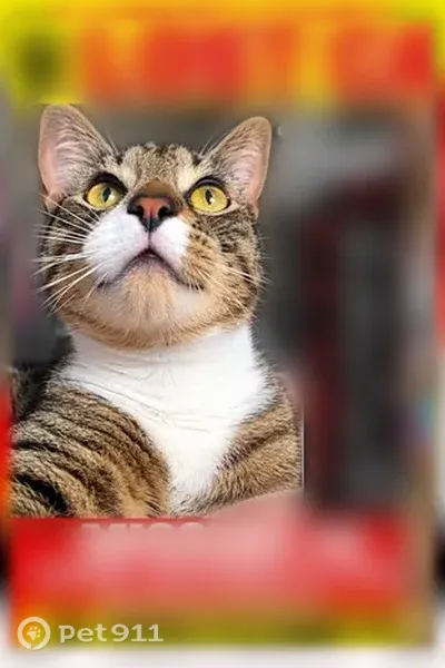 Lost cat, Whetstone Place, 3513, Wilson — male tabby with white tuxedo markings - photo