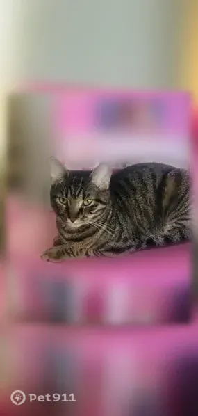 Lost cat, female, Balsam Lane, 122, Village of Fairport, Fairport — friendly and named Peaches - photo