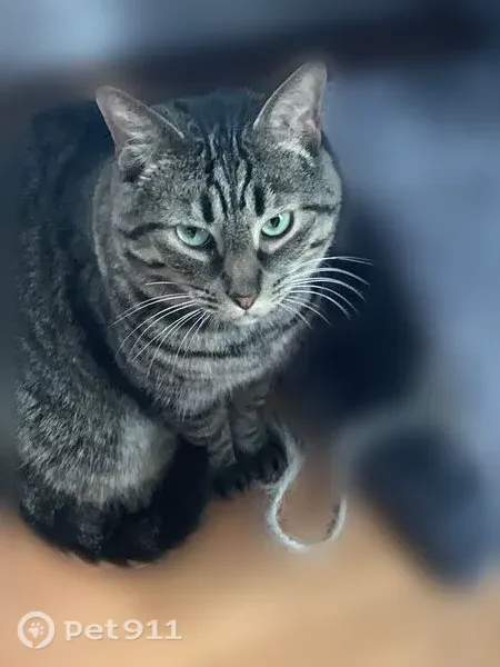 Lost cat, Walnut Drive, Pennsylvania, Philadelphia — male, chipped tooth - photo