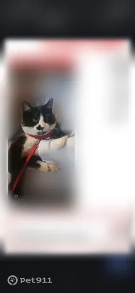 Lost cat, Tudor Manor Road, 162, Latrobe — male tuxedo cat - photo