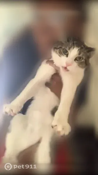 Lost cat, Bexley Boulevard, South Euclid, Lyndhurst — female with medium green eyes - photo