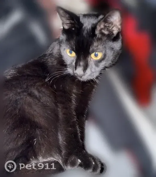 Lost cat, male, Henderson — sleek black fur and bright eyes - photo