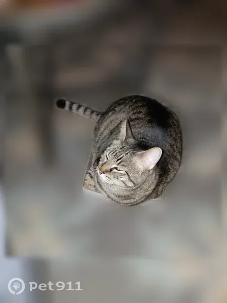 Lost male cat, Boones Ferry Road Northeast, 23241, Aurora — 5-year-old tabby - photo