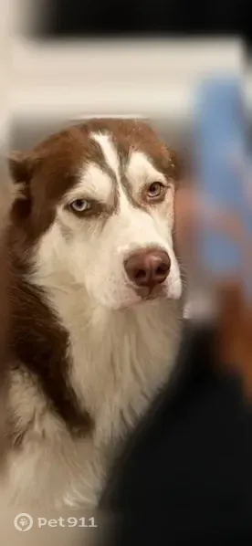 Lost dog, Sarita Street, Corpus Christi — one blue eye and one green eye - photo