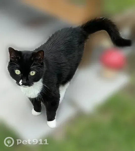 Lost cat, Newport News Avenue, 513, Hampton — female tuxedo cat with green eyes - photo