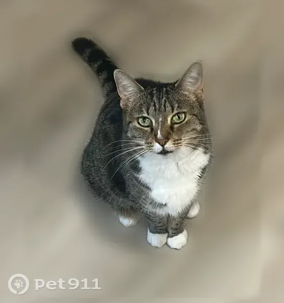 Lost cat, Ocala, Florida — female 9-year-old brown tabby with white paws - photo