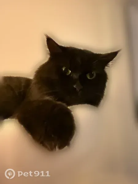 Lost cat, North 29th Street, Lincoln, Omaha — black male with a bow tie collar - photo