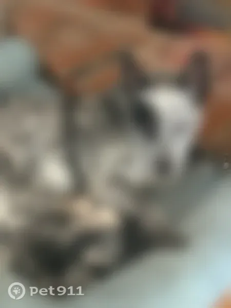 Lost dog, Terra Drive, Sierra Vista, International Falls — black-and-white spotted coat - photo