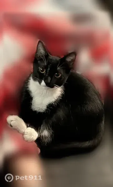 Lost cat, Garrow Drive, 64, Hamilton — female, very friendly but quick - photo