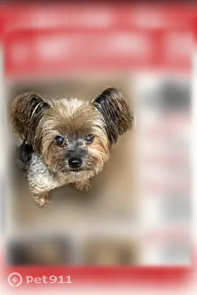 Lost dog, male, Madison Shores Drive, 236, Old Madison, Westminster — 5-lb Yorkie named Buck - photo