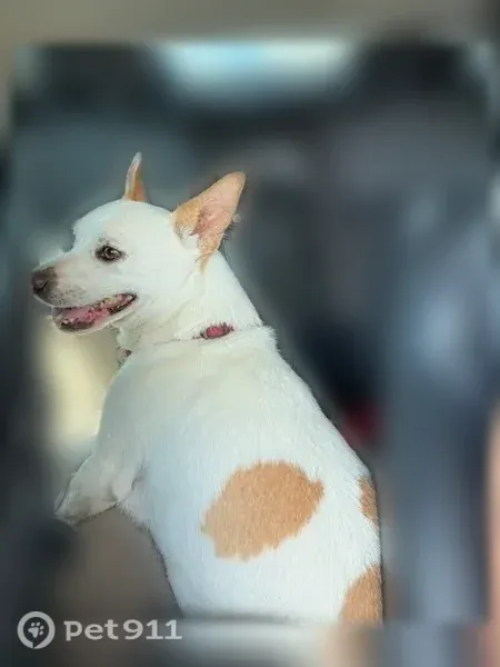 Lost dog, Hidalgo Avenue, Midland — small white male dog - photo