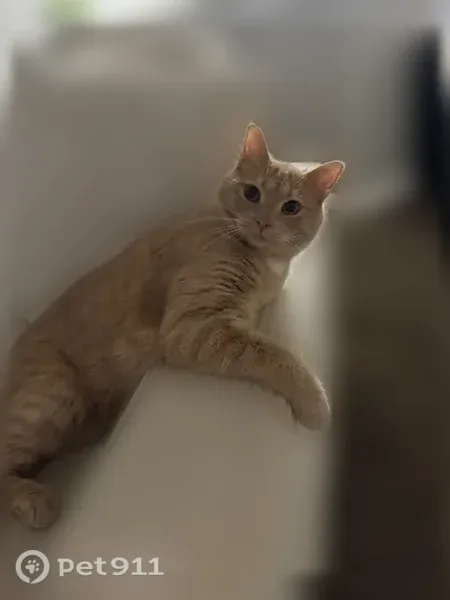 Lost cat, Chippendale Circle, 251, Lexington — light orange tabby - photo