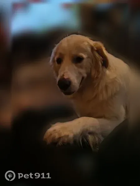 Lost dog, Noble Road, High Point — male Great Pyrenees with a red collar - photo