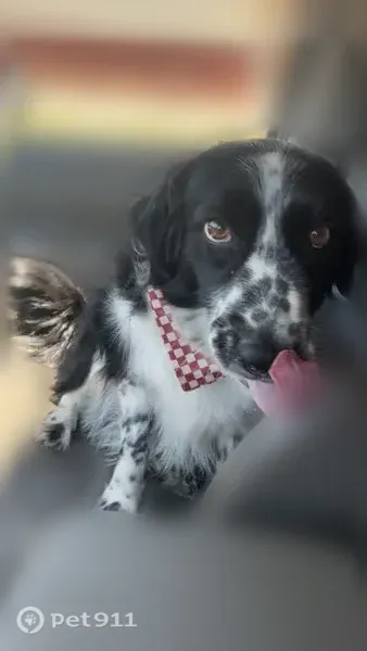 Lost dog, female, West 3rd Avenue, 120, Spokane — black spots on nose - photo