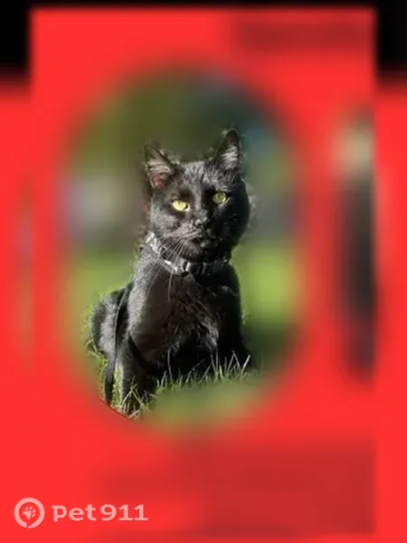 Lost male cat, Victoria Boulevard, Virginia, Richmond — black coat with a small white chest patch - photo
